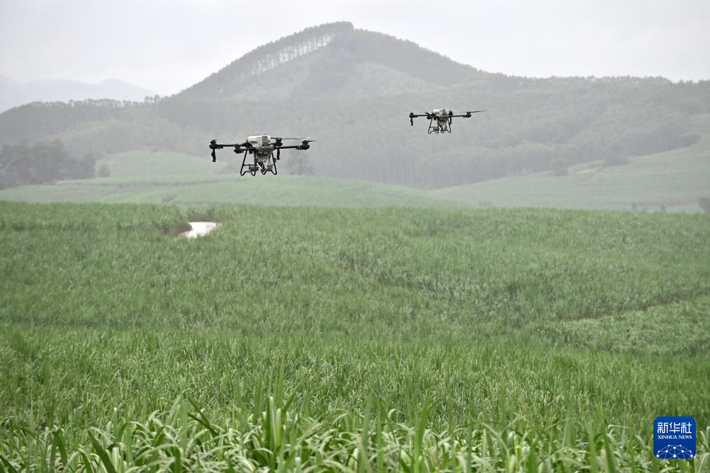 广西：科技赋能“放蜂治螟”护蔗区